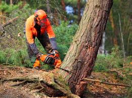 Best Pest Control for Lawns  in Ara, AL