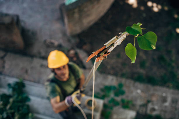 Trusted Ara, AL Tree Removal Experts