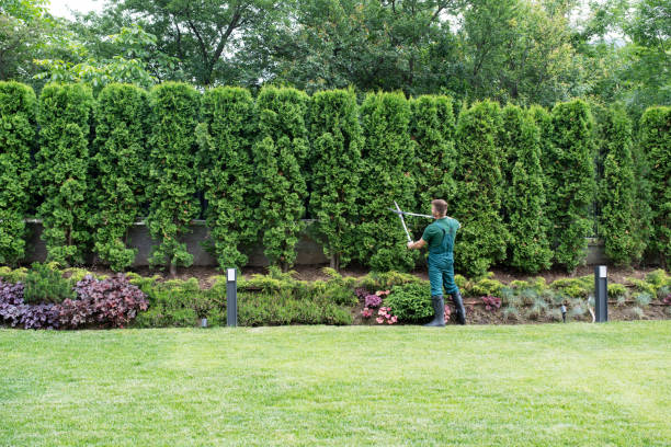 Best Sod Installation  in Ara, AL