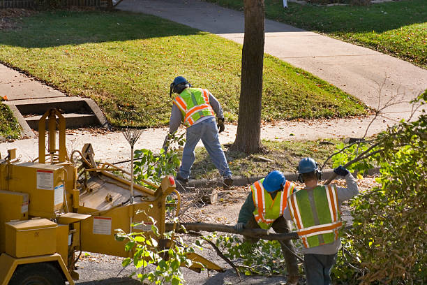 Best Leaf Removal  in Ara, AL
