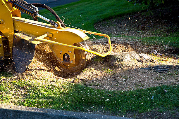 Best Tree Disease Treatment  in Ara, AL