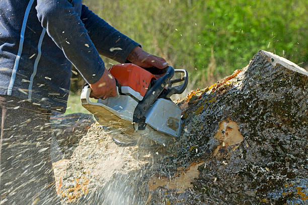 Best Tree Preservation Services  in Ara, AL